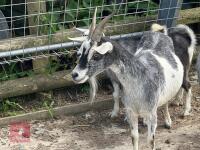 3YR PYGMY NANNY GOAT & KID BIDS PER LIFE - 8