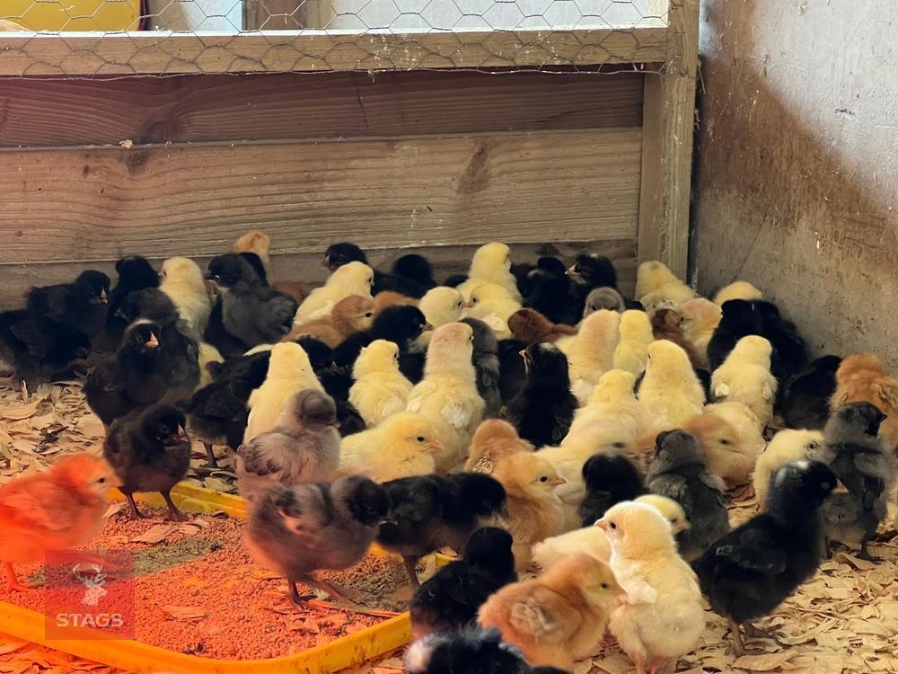 10 HYBRID BLACK ROCK FEMALE CHICKS BIDS FOR THE GROUP