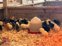 10 HYBRID BLACK ROCK FEMALE CHICKS BIDS FOR THE GROUP - 2