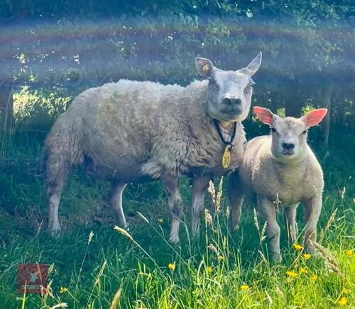 PEDIGREE BELTEX EWE & RAM LAMB BIDS FOR THE GROUP