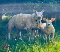 PEDIGREE BELTEX EWE & RAM LAMB BIDS FOR THE GROUP