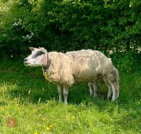 PEDIGREE BELTEX EWE & RAM LAMB BIDS FOR THE GROUP - 2