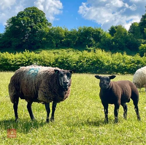 BLUE TEXEL EWE & BADGER FACE TEXEL LAMB BIDS FOR THE GROUP