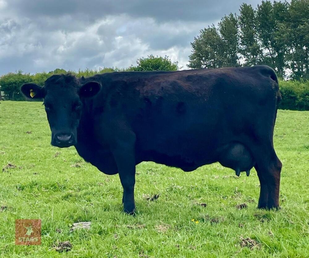 PEDIGREE DEXTER COW