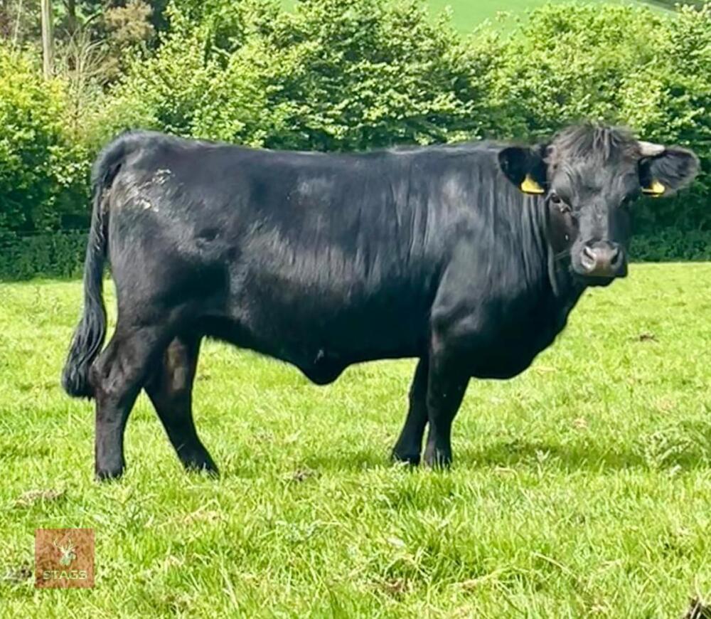 DEXTER BLACK MAIDEN HEIFER