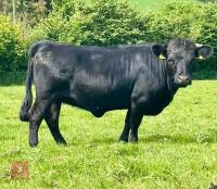 DEXTER BLACK MAIDEN HEIFER