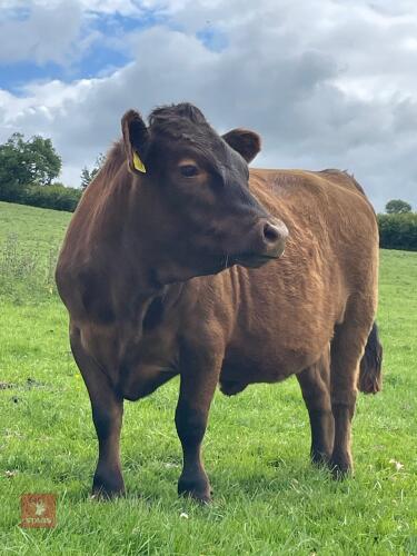 2YO DEXTER PUREBRED RED MAIDEN HEIFER