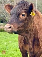 2YO DEXTER PUREBRED RED MAIDEN HEIFER - 2