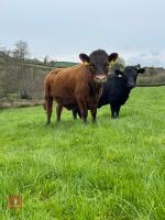2YO DEXTER PUREBRED RED MAIDEN HEIFER - 3