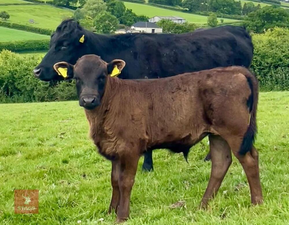 PURE BRED DEXTER COW & STEER CALF BIDS FOR THE GROUP