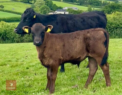PURE BRED DEXTER COW & STEER CALF BIDS FOR THE GROUP