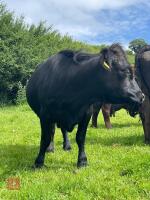 PURE BRED DEXTER COW & STEER CALF BIDS FOR THE GROUP - 2