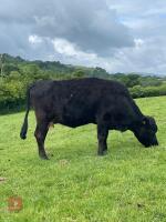 PURE BRED DEXTER COW & STEER CALF BIDS FOR THE GROUP - 3