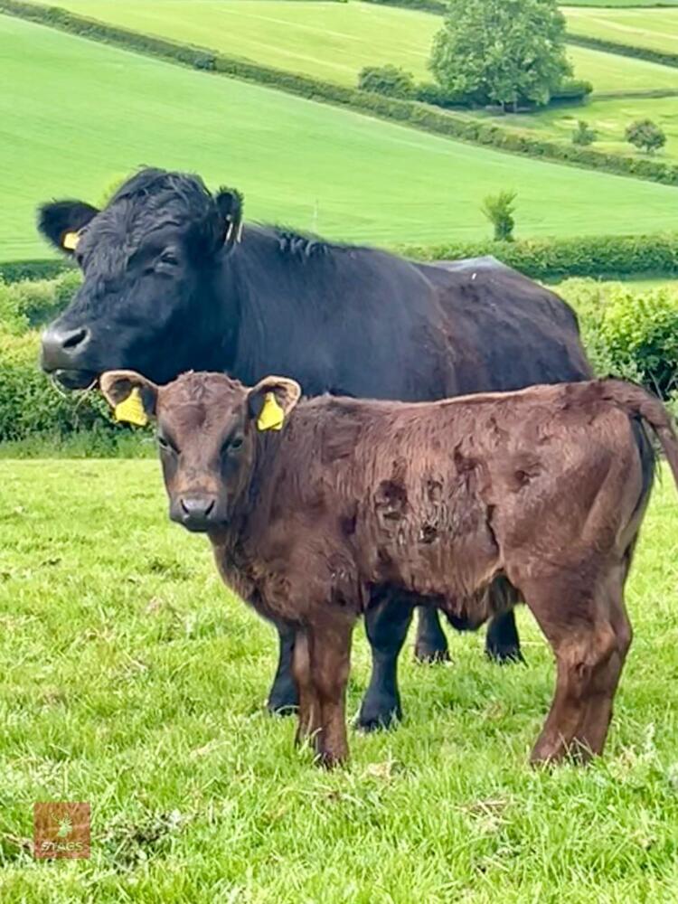 PEDIGREE DEXTER COW & HEIFER CALF BIDS FOR THE GROUP