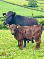PEDIGREE DEXTER COW & HEIFER CALF BIDS FOR THE GROUP