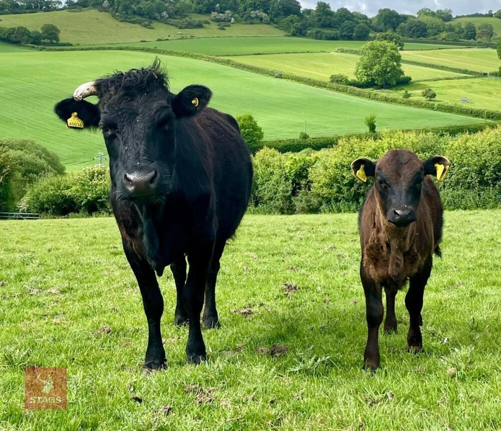 PEDIGREE DEXTER COW & STEER CALF BIDS FOR THE GROUP