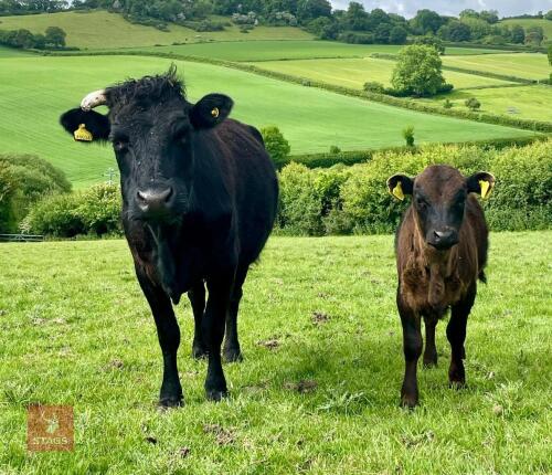 PEDIGREE DEXTER COW & STEER CALF BIDS FOR THE GROUP