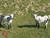 2 X 4MO PYGMY GOAT KIDS BIDS PER LIFE - 3