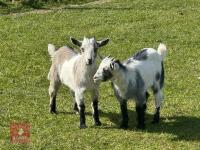 2 X 4MO PYGMY GOAT KIDS BIDS PER LIFE - 6