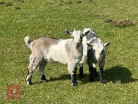 2 X 4MO PYGMY GOAT KIDS BIDS PER LIFE - 7