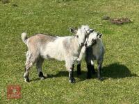 2 X 4MO PYGMY GOAT KIDS BIDS PER LIFE - 8