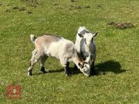 2 X 4MO PYGMY GOAT KIDS BIDS PER LIFE - 9