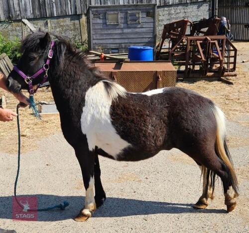 5YO 11HH DARTMOOR HILL PONY