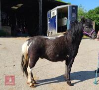 5YO 11HH DARTMOOR HILL PONY - 3
