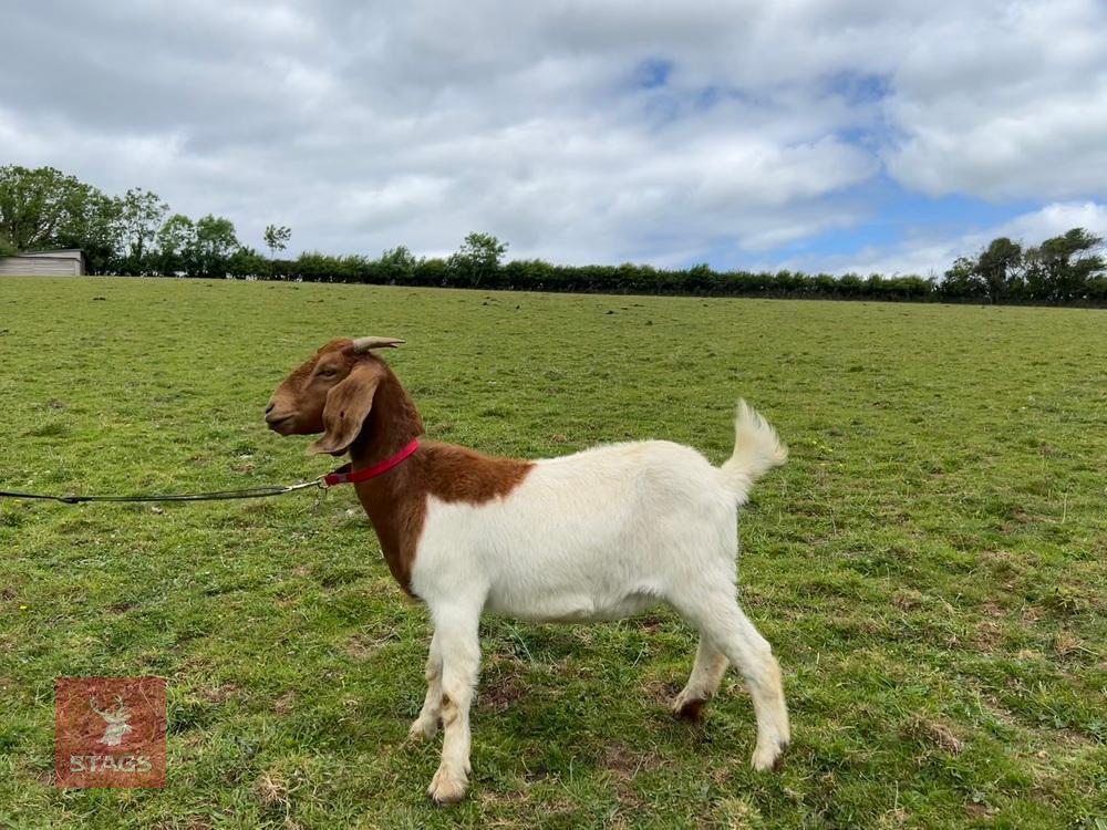 2 PEDIGREE BOER DOELINGS BIDS PER LIFE