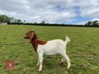 2 PEDIGREE BOER DOELINGS BIDS PER LIFE