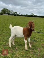 2 PEDIGREE BOER DOELINGS BIDS PER LIFE - 3