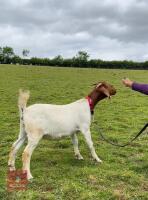 2 PEDIGREE BOER DOELINGS BIDS PER LIFE - 6