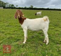 2 PEDIGREE BOER DOELINGS BIDS PER LIFE - 2