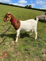 2 PEDIGREE BOER DOELINGS BIDS PER LIFE - 4