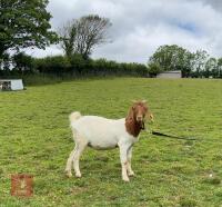 2 PEDIGREE BOER DOELINGS BIDS PER LIFE - 5