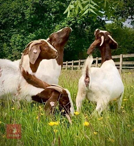 5 PUREBRED BOER BREEDING DOES BIDS PER LIFE