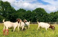 5 PUREBRED BOER BREEDING DOES BIDS PER LIFE - 2