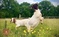 5 PUREBRED BOER BREEDING DOES BIDS PER LIFE - 3