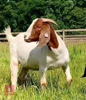 5 PUREBRED BOER BREEDING DOES BIDS PER LIFE - 4