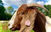 5 PUREBRED BOER BREEDING DOES BIDS PER LIFE - 5