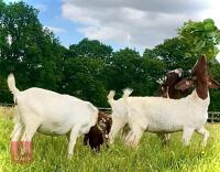 5 PUREBRED BOER BREEDING DOES BIDS PER LIFE - 6