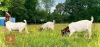 5 PUREBRED BOER BREEDING DOES BIDS PER LIFE - 7