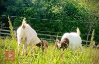 5 PUREBRED BOER BREEDING DOES BIDS PER LIFE - 8