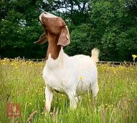 5 PUREBRED BOER BREEDING DOES BIDS PER LIFE - 10