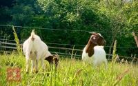 5 PUREBRED BOER BREEDING DOES BIDS PER LIFE - 11