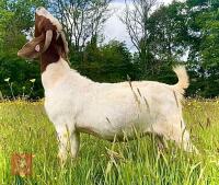 5 PUREBRED BOER BREEDING DOES BIDS PER LIFE - 12