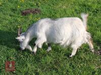 4YR PYGMY NANNY GOAT - 2