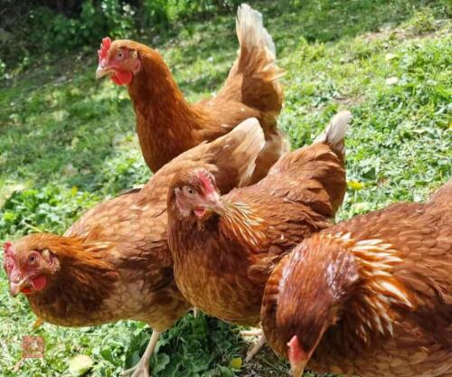 4 GOLDEN GIRL BIRDS BIDS PER LIFE