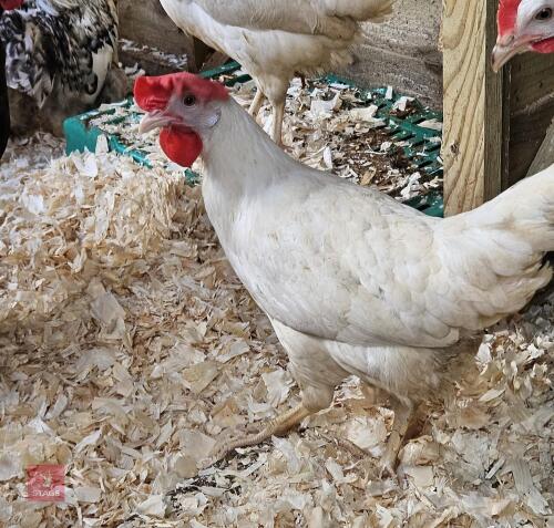 3 WHITE LEGHORN BIRDS BIDS PER LIFE