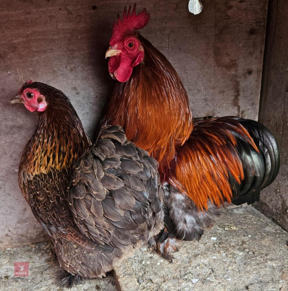 PAIR OF GOLD PARTRIDGE PEKINS BIDS PER LIFE